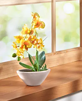 Květinové dekorace Orchidej "Phalaenopsis"