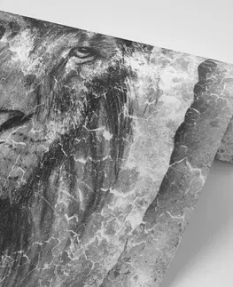 Černobílé tapety Tapeta tvář lva v černobílém provedení