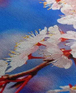 Obrazy květů Obraz třešňový květ