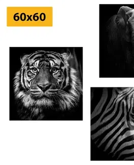 Sestavy obrazů Set obrazů zvířata v černobílém stylu
