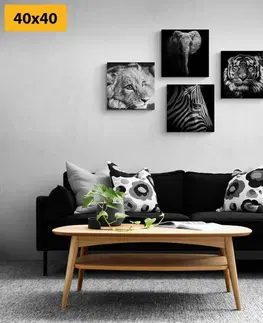 Sestavy obrazů Set obrazů divoká zvířata v černobílém provedení
