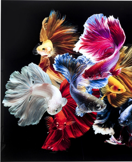 Fotoobrazy KARE Design Skleněný obraz Colorful Swarm Fish 120x120cm