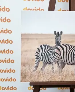Obrazy zvířat Obraz tři zebry v savaně