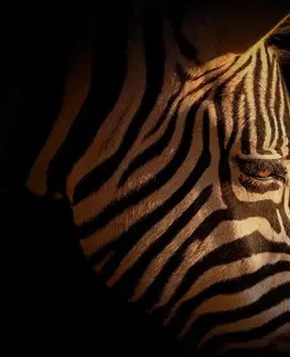 Tapety zvířata Fototapeta portrét zebry