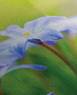Obrazy květů Obraz květiny na louce v jarním období