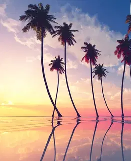 Obrazy přírody a krajiny Obraz západ slunce nad tropickými palmami