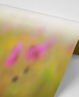 Samolepící tapety Samolepící fototapeta rozkvetlý růžový květ