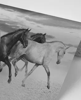 Černobílé tapety Tapeta černobílé stádo koní