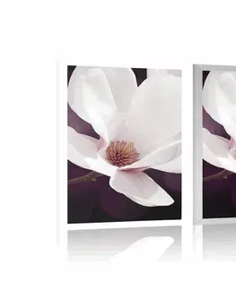 Květiny Plakát květ magnólie na abstraktním pozadí