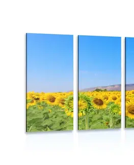 Obrazy květů 5-dílný obraz pole slunečnic
