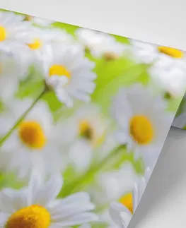 Samolepící tapety Samolepící fototapeta jarní louka plná květin