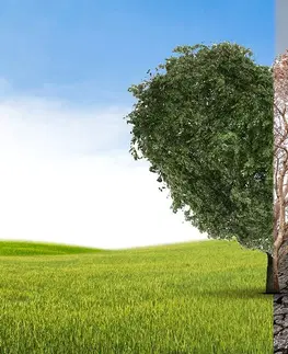 Tapety příroda Tapeta strom ve dvou podobách