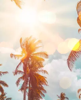 Obrazy přírody a krajiny Obraz paprsky slunce mezi palmami