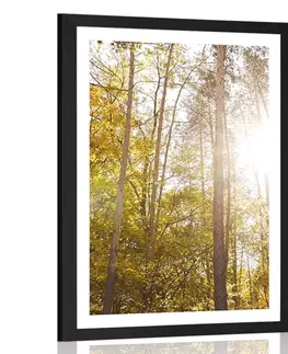 Příroda Plakát s paspartou les v podzimních barvách