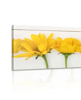 Obrazy květů Obraz nádherné žluté květy