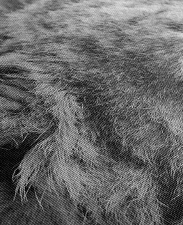 Černobílé obrazy Obraz mládě lva v černobílém provedení