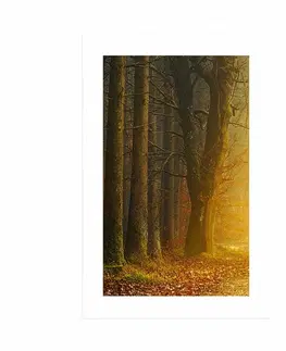 Příroda Plakát s paspartou cesta v lese