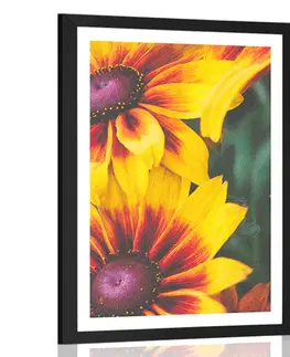 Květiny Plakát s paspartou atraktivní dvoubarevné květiny