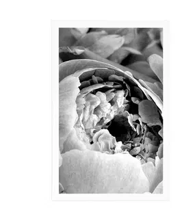 Černobílé Plakát černobílé lupínky květu
