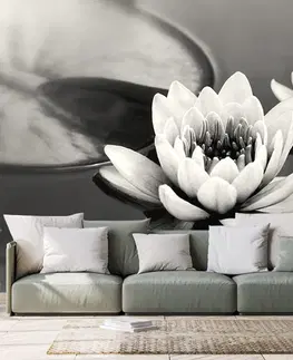 Černobílé tapety Fototapeta černobílý lotosový květ v jezeře