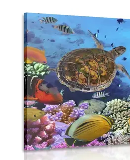 Obrazy mořští živočichové Obraz podmořský svět
