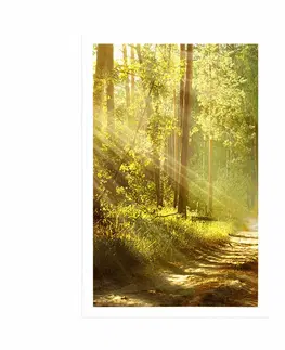 Příroda Plakát s paspartou sluneční paprsky v lese