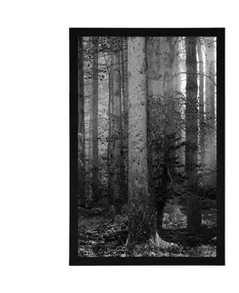Černobílé Plakát tajemství lesa v černobílém provedení