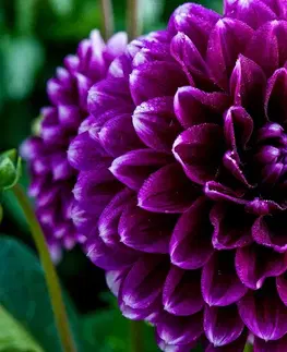 Samolepící tapety Samolepící fototapeta nádherný fialový květ