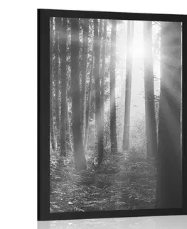 Černobílé Plakát východ slunce v lese v černobílém provedení