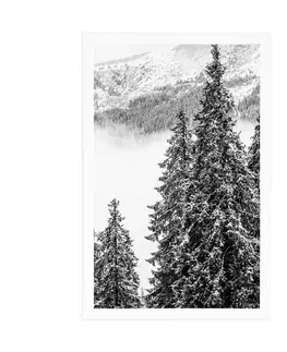 Černobílé Plakát zasněžené borové stromy v černobílém provedení
