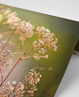 Samolepící tapety Samolepící fototapeta zátiší z květin