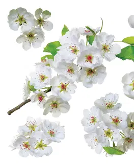 Samolepky na zeď Samolepicí dekorace Apple blossom, 30 x 30 cm