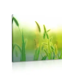 Obrazy přírody a krajiny Obraz stébla trávy v zeleném provedení