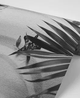 Černobílé tapety Fototapeta černobílé mušle pod palmovým listem