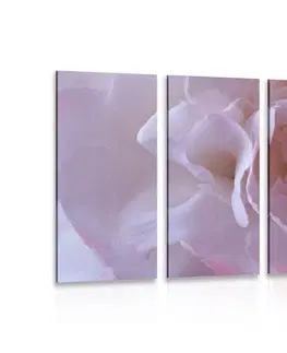 Obrazy květů 5-dílný obraz lupínky karafiátu