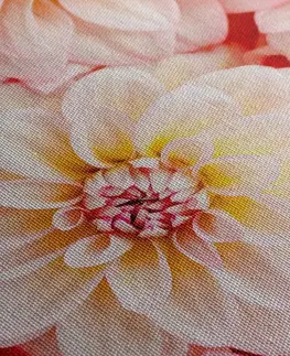 Obrazy květů Obraz něžné květy jiřiny