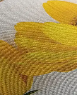 Obrazy květů Obraz nádherné žluté květy