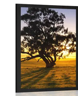 Příroda Plakát osamělý strom při západu slunce
