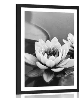 Černobílé Plakát s paspartou lotosový květ v jezeře v černobílém provedení