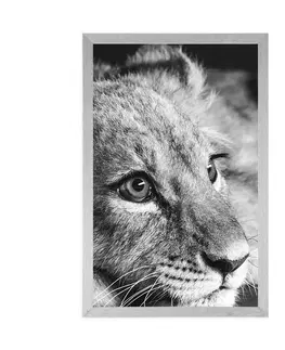 Černobílé Plakát mládě lva v černobílém provedení