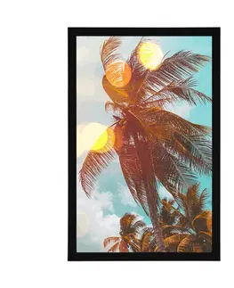 Příroda Plakát paprsky slunce mezi palmami
