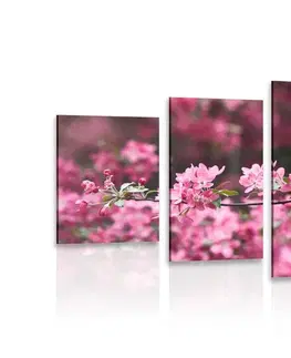 Obrazy květů 5-dílný obraz detailní květiny třešně
