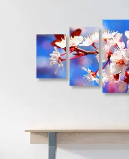Obrazy květů 5-dílný obraz třešňový květ