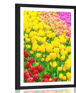 Květiny Plakát s paspartou zahrada plná tulipánů