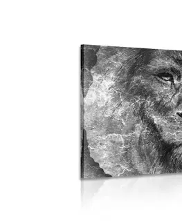 Černobílé obrazy Obraz tvář lva v černobílém provedení