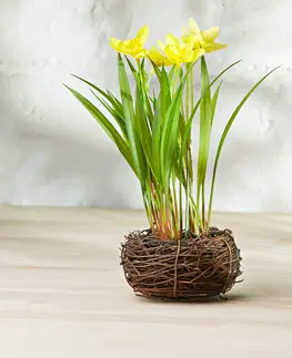 Květinové dekorace Narcisy v hnízdě, žlutá