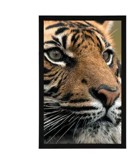Zvířata Plakát bengálský tygr