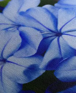 Obrazy květů Obraz divoké modré květy