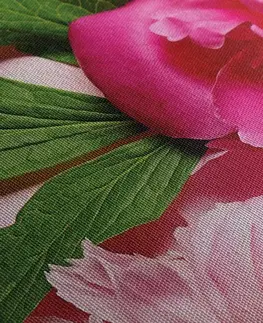 Obrazy květů Obraz pivoňky v růžové barvě