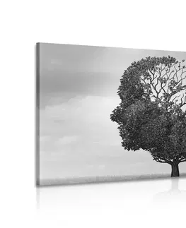 Černobílé obrazy Obraz strom v podobě obličeje